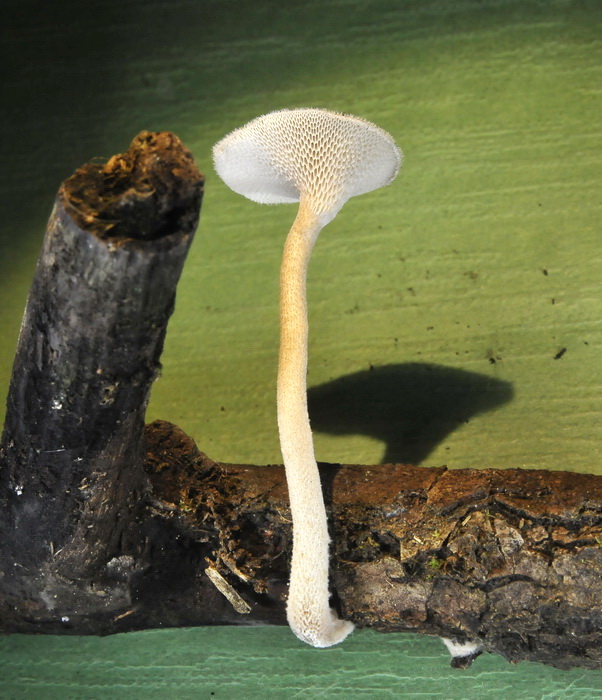 Polyporus arcularius nato in coltura